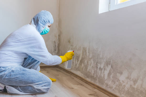 Black mold inspection in Trappe