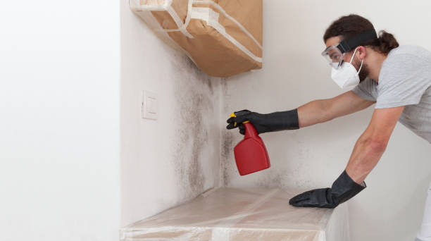 Basement Mold Remediation treatment on basement walls in Trappe